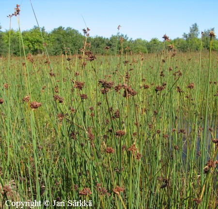 Schoenoplectus tabernaemontani, sinikaisla